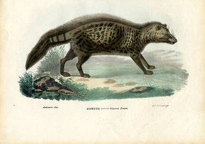 アフリカのシベット、1863-79 作： Raimundo Petraroja